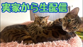 【生配信1229】実家から猫11匹と生配信📹 [upl. by Kironde]