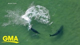 Shark attacks man in Texas [upl. by Calvina]