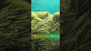 Underwater 4K Up Close  Beautiful Coral Reefs [upl. by Aix845]