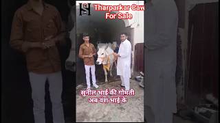 Tharparkar Caw For Sale top tharparkar bull ahlawat Desi cow For sale Cawsblike Sahiwal cow Farming [upl. by Florette]