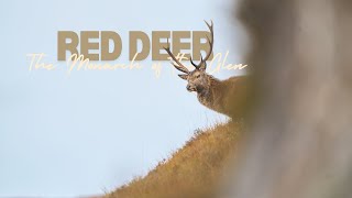 Red Deer The Monarch of the Glens [upl. by Ebneter]