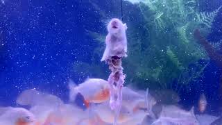 PIRANHA FISH TANK VS FROZEN RATS COMPILATION  A FEEDING VIDEO WARNING  GRAPHIC [upl. by Gothurd848]