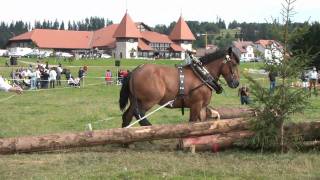 Debardage  Ardennais Belges [upl. by Eecak551]