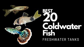 Coldwater Fish The Best Choices for Your Aquarium [upl. by Laup]