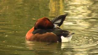 ferruginous duck [upl. by Alexis]