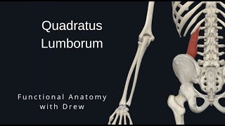 Quadratus Lumborum [upl. by Polik]