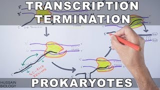 Transcription Termination in Prokaryotes [upl. by Bamford945]