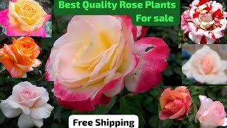 Best Quality Rose Plants For Sale 🌹 Free Shipping 🚚 WhatsApp 8250221446 🌹 400 Variety 🌹 [upl. by Saidnac156]