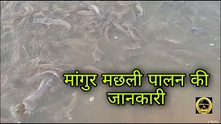 Knowledge of rearing Mangur fish in a halfacre pond ।मांगुर मछली पालन की जानकारी। 🐬🐬🐟🐟 [upl. by Ciryl]