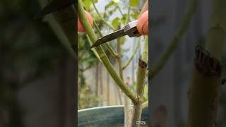 DIY Grafting Create Your Own Fruit Salad Tree viralvideo shorts graffiti fruit [upl. by Aroel]