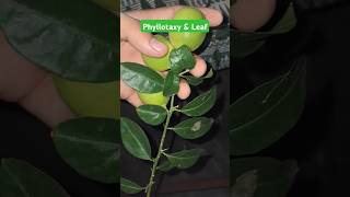 Alternate Phyllotaxy amp pinnate leaf Practically  morphology neet pw biology [upl. by Ahtiekahs]