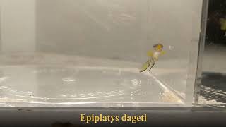 Epiplatys dageti [upl. by Yadrahc]