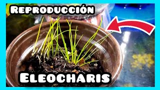 Eleocharis 💙 Reproducción de plantas Acuáticas [upl. by Adamek]