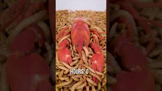 10 000 Mealworms vs CRAYFISH [upl. by Selfridge]