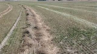 Sainfoin seed harvest Montana [upl. by Nrehtak]