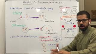 عملية Phosphorylation amp Dephosphorylation reactions [upl. by Melinde]