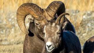 Canadian Rockies Ram Battle for Mating Rights [upl. by Nahsad23]