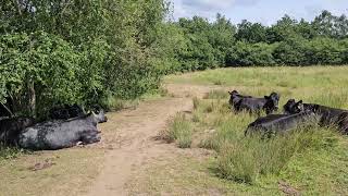 Burpham Nature Reserve  June 2024  Nr Guildford in Surrey [upl. by Refitsirhc]