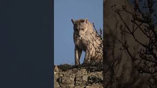 Magnificent Pumas of Patagonia [upl. by Amando]