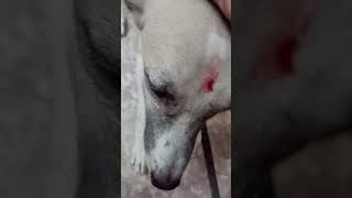 🪔 Hmari Diwali 😭 safe dogs rescue dogs patakhe se dare dogs 🐕🐕 live [upl. by Celio729]