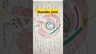 Shoulder joint anatomy shoulder anatomy bhms shorts mbbs [upl. by Ryan]