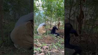 Cassava harvest failure PART 1 shorts bushcraft outdoor survival viralvideo camping forest [upl. by Capwell]