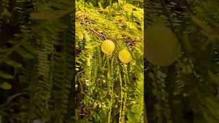 Fact about Amla fruit amla food nature viralshort fact benifits [upl. by Stickney136]