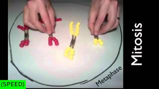 SPEED Mitosis and Meiosis Simulation [upl. by Kirch]