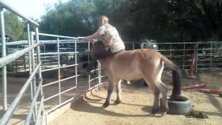 Przewalskis Horse being trained by Nancy Nunkes Friendship Training TM [upl. by Balliol]