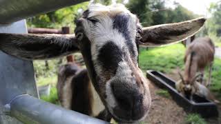 MUCKROSS HOUSE TRADITIONAL FARM KILLARNEY [upl. by Namus]