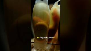 Inside The Secret World Of Shark Eggs naturedocumentary [upl. by Lamahj154]