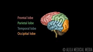 Neuroscience Basics Human Brain Anatomy and Lateralization of Brain Function 3D Animation [upl. by Macmahon]