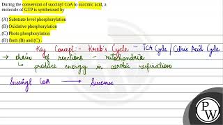 During the conversion of succinyl CoA to succinic acid a molecule of GTP is synthesised by 1 [upl. by Ellmyer]