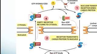 Protein Sorting and Receptor Mediated Endocytosismp4 [upl. by Ainala161]