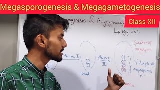 Megasporogenesis and Megagametogenesis  Shivam Oswal [upl. by Enelkcaj729]