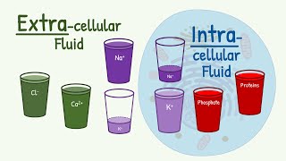 Extracellular Fluid vs Intracellular Fluid The MAIN DIFFERENCE in Composition [upl. by Ecienahs]