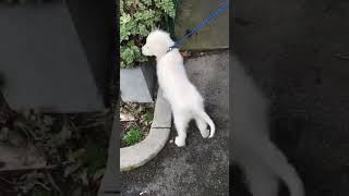 Our Maremma Puppy Visits The Vet [upl. by Cohe252]