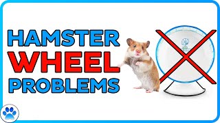 Why Is My Hamster NOT Using Their Wheel [upl. by Studdard]