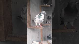 Inbreed Best Kittel Nor racingpiegon shortvideo [upl. by Esyli]