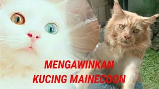 Mengawinkan Kucing Mainecoon [upl. by Osner341]