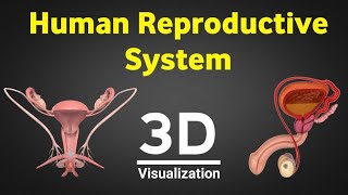 Male reproductive system  biology arslan Academy [upl. by Esydnac]