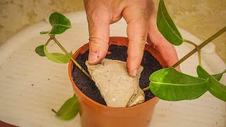 Propagating By Layering 🌺 Stephanotis Floribunda Into Sterilized Compost [upl. by Liakim]