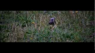 ORNITHOLOGIE  Létourneau sansonnet Sturnus vulgaris [upl. by Unam42]