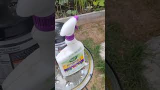 HOW TO MIX amp USE NEEM OIL CONCENTRATE amp APPLYING TO CUCUMBER PLANTS neemoil organicgardener [upl. by Jacy]