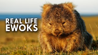 Wombats Look Like Real Life Ewoks [upl. by Christiane]