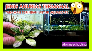 Jenis Anubias Termahal  Tanaman Terindah Untuk Aquascape [upl. by Trinia446]