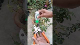 Before Winter Rose Plant Care Tips [upl. by Frendel]