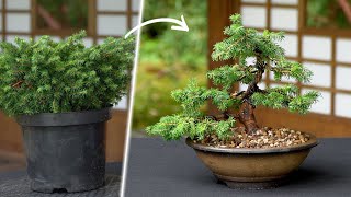 Creating a Spruce Bonsai tree [upl. by Haraf371]