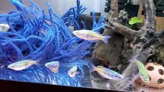 Boesemani Rainbow Fish Breeding and Fry rearing setup [upl. by Sido]