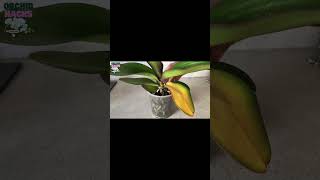 New Orchid Owners Beware of This Common Mist orchidroots plants orchidcare orchidgrowing garden [upl. by Nnyledam]